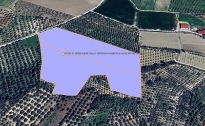 AYDIN İLİ DİDİM İLÇESİ BALAT KÖYÜNDE 44.283,79 M KARE ZEYTİN TARLASI