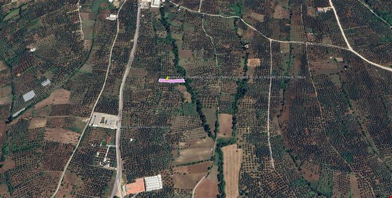 1.126,93 SQUARE METER OLIVE FIELD IN YENIKÖY VILLAGE OF ORHANGAZİ DISTRICT OF BURSA PROVINCE