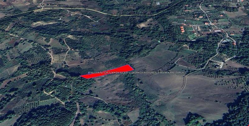 5.960 SQUARE METER FIELD IN ÇUKURKÖY VILLAGE OF ÇİFTLİKKÖY DISTRICT OF YALOVA PROVINCE